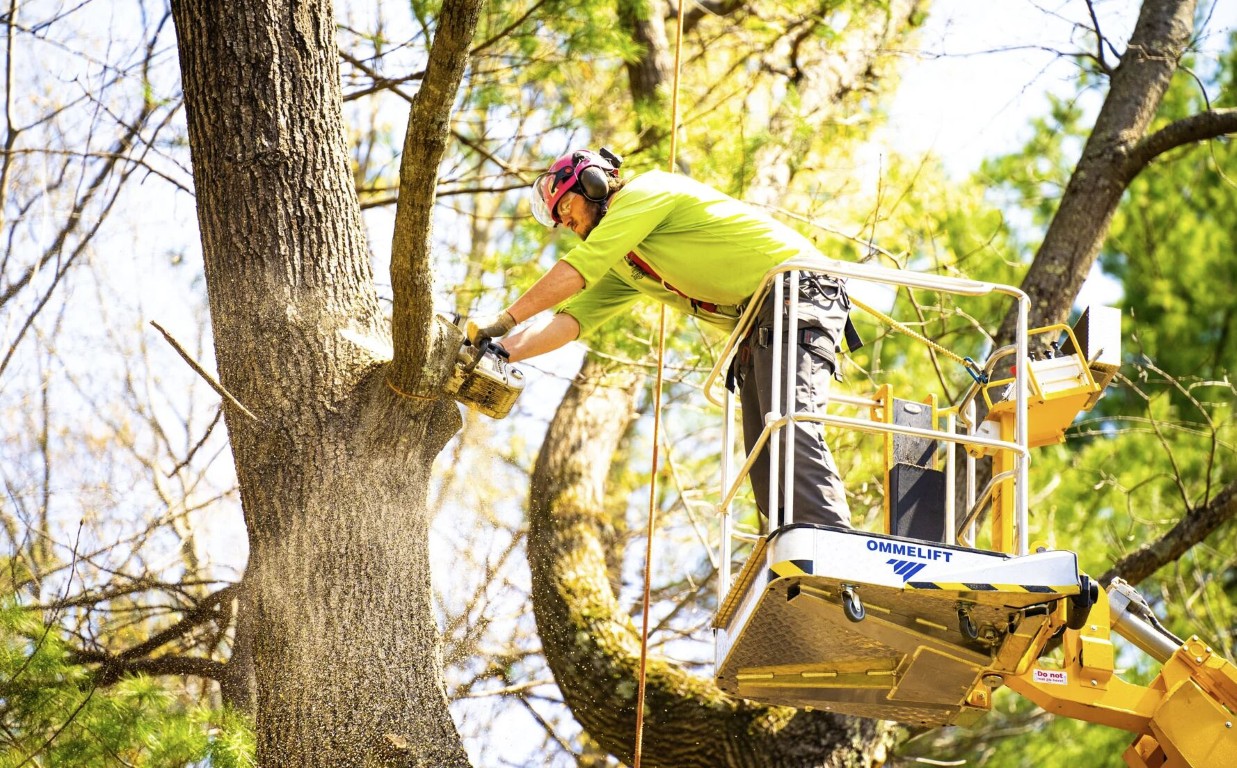 Tree Trimming & Pruning service in Burbank, CA